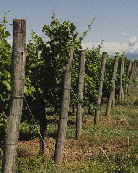 Cantina Puiatti - Method